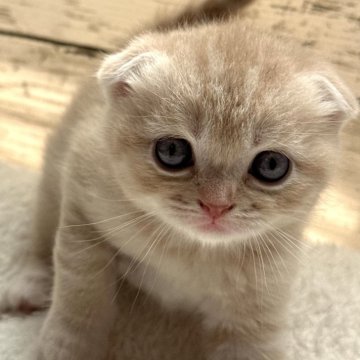 スコティッシュフォールド(折れ耳)【奈良県・男の子・2024年8月25日・クリームタビー（短毛）】の写真「激カワです❣️❣️」