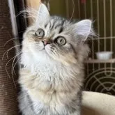 ペルシャ(チンチラ)【奈良県・女の子・2023年1月31日・ゴールデン】の写真1「キュート🩷」