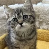 ブリ✖️チンチラ【奈良県・男の子・2024年3月15日・ブラウンタビー】の写真1「ビー玉みたいに美しい瞳💖💖💖」