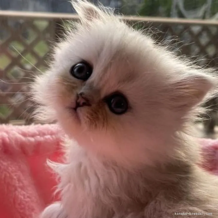 ID:2210-03146の子猫