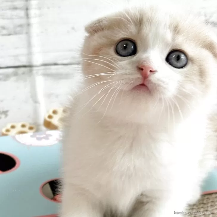 ID:2507-00825の子猫