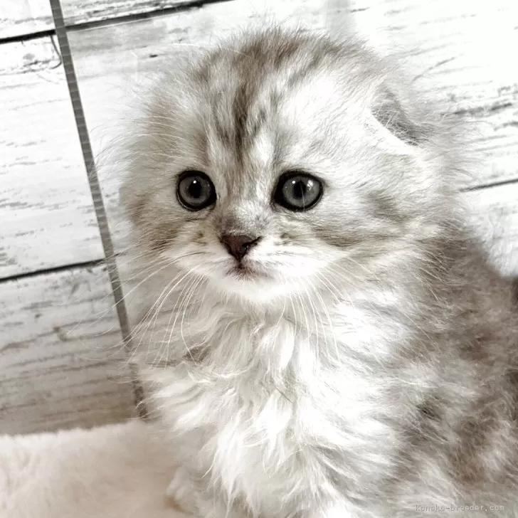 ID:2505-03356の子猫