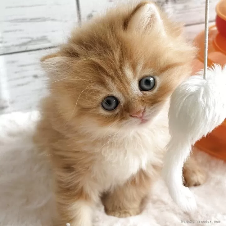 ID:2505-02648の子猫