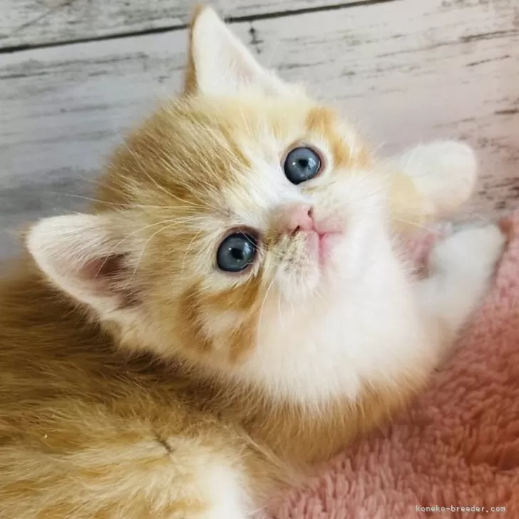 ID：2501-01436の子猫