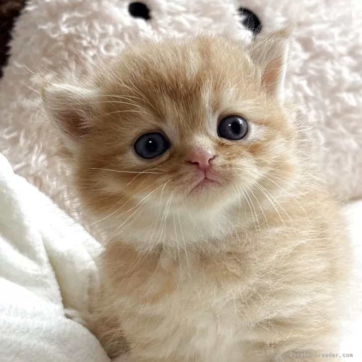 M.F 様のお迎えした子猫