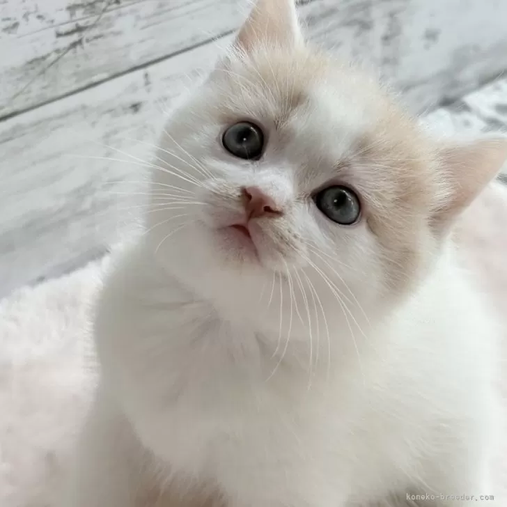 M.Y 様のお迎えした子猫