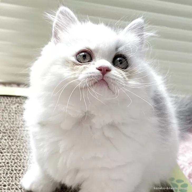 ID:2505-03236の子猫