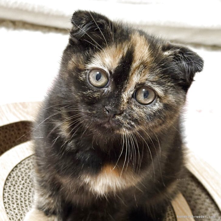 ブリーダー画像