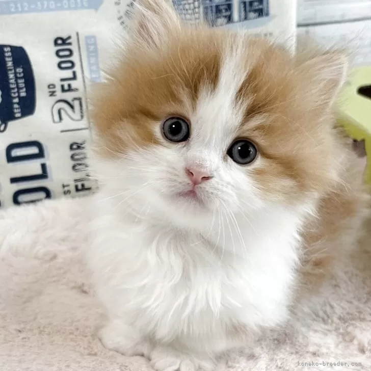 ID:2505-02649の子猫