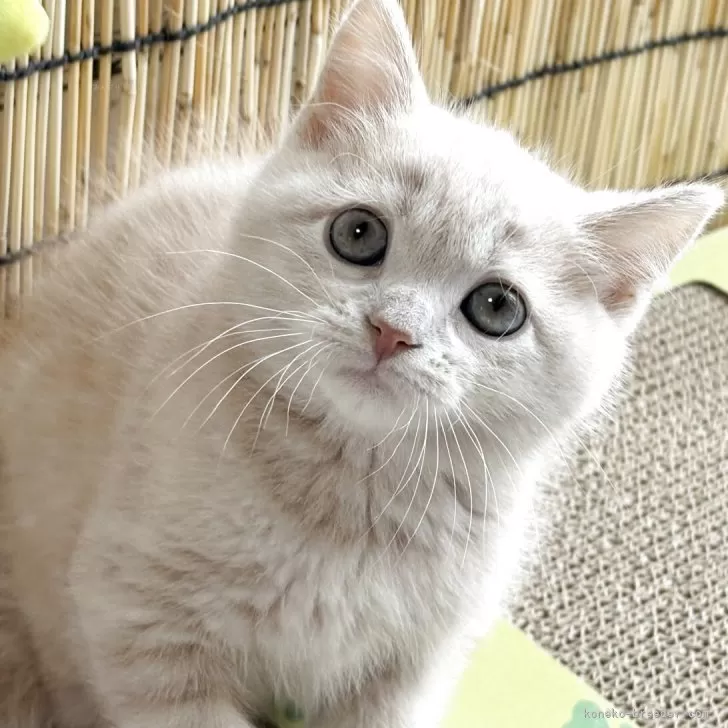 ID：2507-00821の子猫