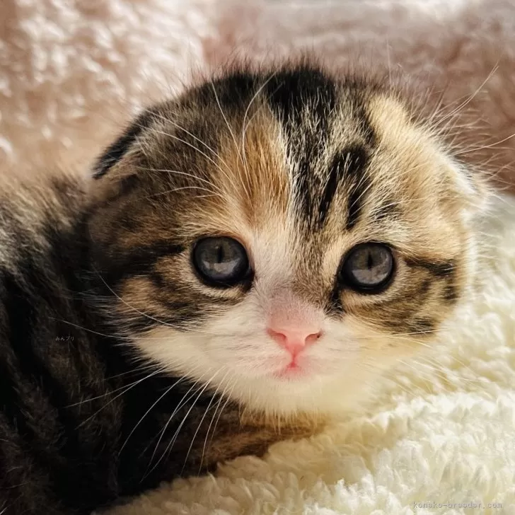 ID：2501-02352の子猫