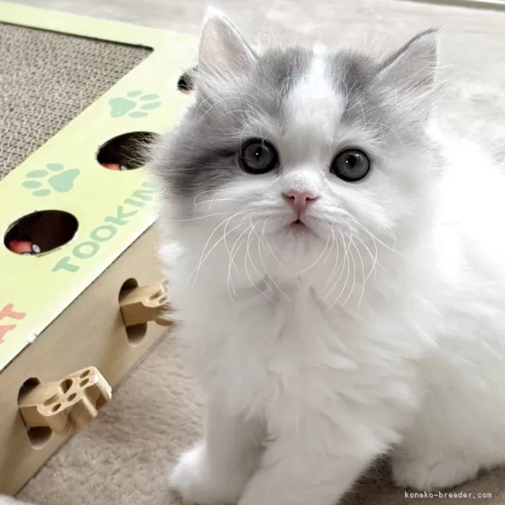 ID:2504-00256の子猫
