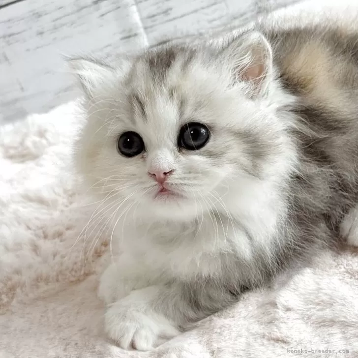 ID：2505-03360の子猫