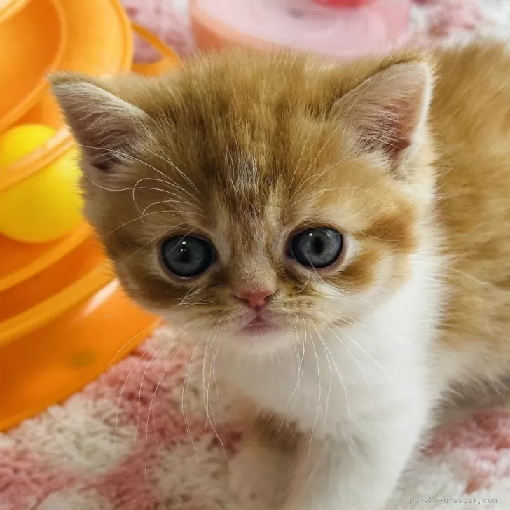 ID:2501-01438の子猫
