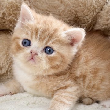 エキゾチックショートヘア【奈良県・男の子・2025年11月11日・レッドタビー&ホワイト（短毛）】の写真「真ん丸キュート🩷甘えた君🩷」