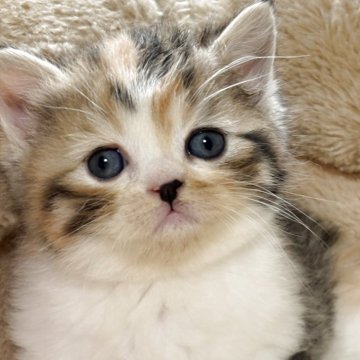 エキゾチックショートヘア【奈良県・女の子・2025年11月11日・ブラウンパッチドタビー&ホワイト（短毛）】の写真「珍しい柄のエキゾチックbabyちゃん💕💕」