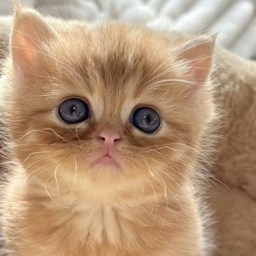 エキゾチックショートヘア【奈良県・男の子・2025年11月11日・レッドタビー（短毛）】の写真「真ん丸キュート🩷甘えた君🩷」