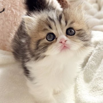 ミヌエット(短足)【奈良県・女の子・2025年11月9日・ブラウンパッチドタビー&ホワイト（長毛）】の写真「かなり可愛い子🩷🩷🩷」