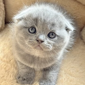 スコティッシュフォールド(折れ耳)【奈良県・男の子・2025年10月27日・ブルー（短毛）】の写真「ブリティッシュみたいな真ん丸でキュート🩷」