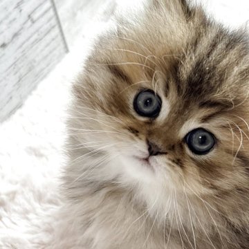 ミヌエット(短足)【奈良県・女の子・2025年9月28日・ブラウンタビー（長毛）】の写真「新しい動画ぜひ見てやってください✨✨」