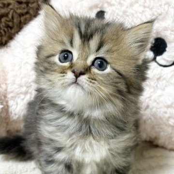 ミヌエット(長足)【奈良県・女の子・2025年11月9日・ブラウンマッカレルタビー（長毛）】の写真「かなり可愛い🩷」