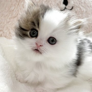 ミヌエット(短足)【奈良県・女の子・2025年11月9日・ブラウンパッチドタビー&ホワイト（長毛）】の写真「かなり可愛い子🩷🩷🩷」