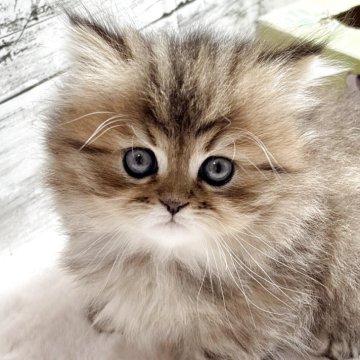 ミヌエット(短足)【奈良県・女の子・2025年9月28日・ブラウンタビー（長毛）】の写真「新しい動画ぜひ見てやってください✨✨」