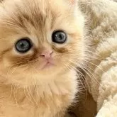 エキゾチックショートヘア