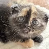 スコティッシュフォールド(折れ耳)