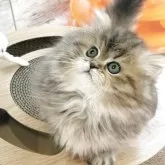 ミヌエット(短足)