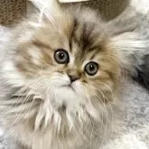 ミヌエット(短足)