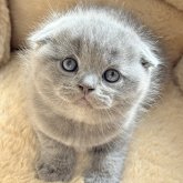 スコティッシュフォールド(折れ耳)