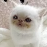 エキゾチックショートヘア