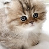 ミヌエット(短足)