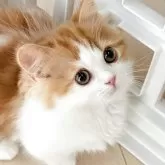 ミヌエット(短足)