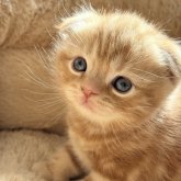 スコティッシュフォールド(折れ耳)