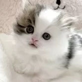 ミヌエット(短足)