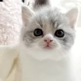ブリティッシュショートヘア