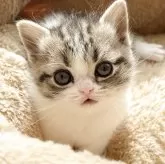 ブリティッシュショートヘア