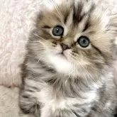 ミヌエット(長足)