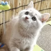 スコティッシュフォールド(立ち耳)【奈良県・男の子・2025年6月4日・クリームタビー】の写真2