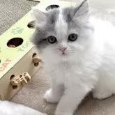 スコティッシュフォールド(立ち耳)【奈良県・男の子・2025年3月2日・ブルー&ホワイトバン】の写真3