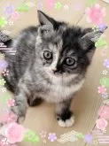 スコティッシュフォールド(立ち耳)【奈良県・女の子・2024年11月10日・ブルーシルバーパッチドタビー&ホワイト】の写真4「キュルルンお目々🥹」