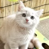 スコティッシュフォールド(立ち耳)【奈良県・男の子・2025年6月4日・クリームタビー】の写真5