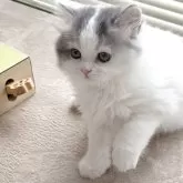 スコティッシュフォールド(立ち耳)【奈良県・男の子・2025年3月2日・ブルー&ホワイトバン】の写真8