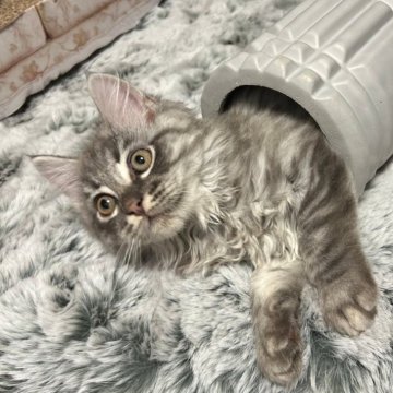 マンチカン(長足)【福岡県・男の子・2023年12月12日・シルバータビー（長毛）】の写真「人懐っこいイケメン男子💕」