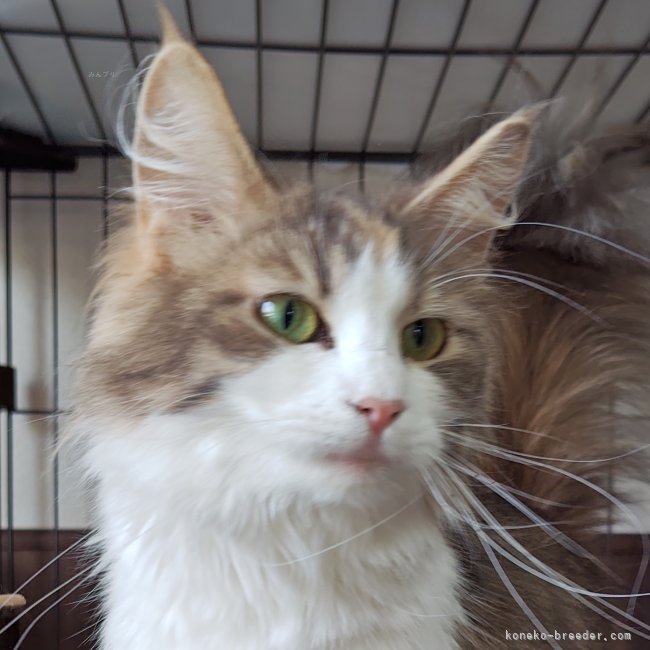 ノルウェージャンフォレストキャット【・女の子・2023年8月7日・ブルーパッチドタビー&amp;ホワイト】