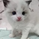 ラグドール【兵庫県・男の子・2024年10月14日・シールポイントバイカラー】の写真1「もふもふの毛並みがたまりません☆」