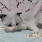 ラグドール【兵庫県・男の子・2024年10月14日・シールポイントバイカラー】の写真3