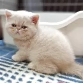 エキゾチックショートヘア【兵庫県・女の子・2025年5月25日・クリームタビー】の写真2